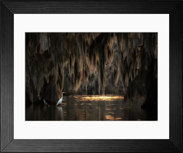 Framed Print : egret in Lake Martin at sunrise, Atchafalaya Basin, Louisiana Framed Print : egret in Lake Martin at sunrise, Atchafalaya Basin, Louisiana
