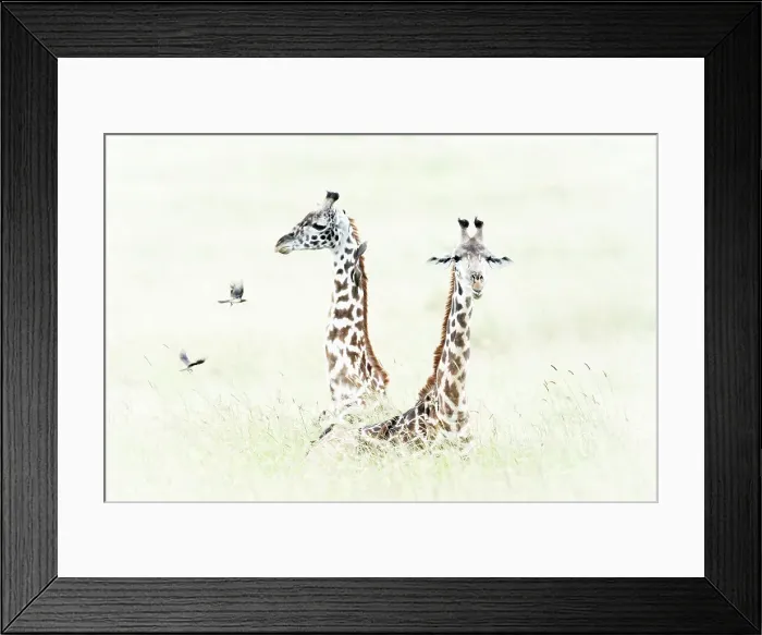 Framed Print : Masai giraffes in the Msaimara, Kenya Framed Print : Masai giraffes in the Msaimara, Kenya