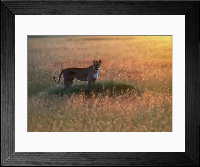 Framed Print : Lioness at sunset, msaimara, Kenya Framed Print : Lioness at sunset, msaimara, Kenya