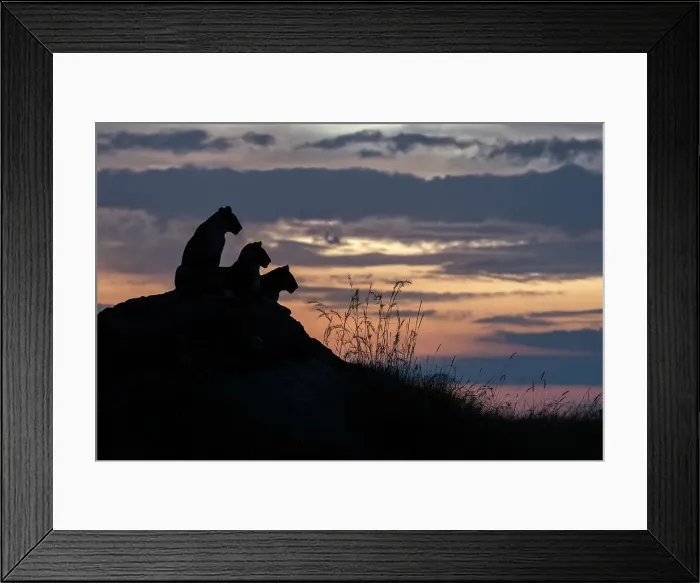 Framed Print : Lion cubs in Msai Mara, Kenya, at sunset Framed Print : Lion cubs in Msai Mara, Kenya, at sunset