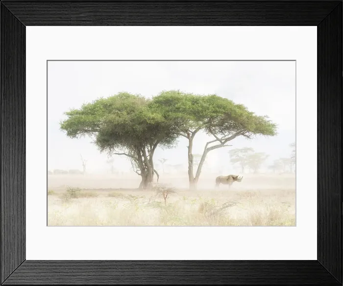 Framed Print : Black Rhino in Lake Nakuru National Park, Kenya Framed Print : Black Rhino in Lake Nakuru National Park, Kenya