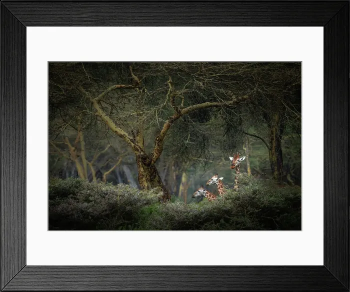 Framed Print : Rothschild giraffes in Lake Nakuru National Park, Kenya Framed Print : Rothschild giraffes in Lake Nakuru National Park, Kenya