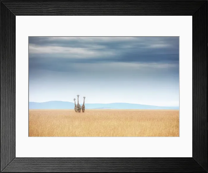 Framed Print : Masai Giraffes in the msaimara plains Framed Print : Masai Giraffes in the msaimara plains