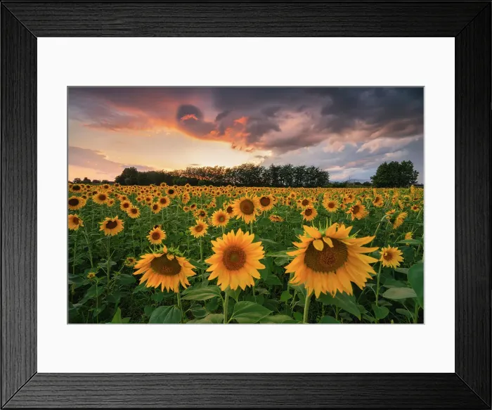 Framed Print : Sunflowers in Franciacorta, Brescia province in Lombardy district, Italy Framed Print : Sunflowers in Franciacorta, Brescia province in Lombardy district, Italy