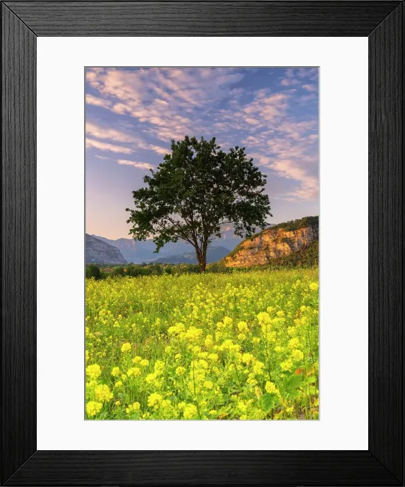 Framed Print : Tree at sunset in Franciacorta, Brescia province in Lombardy district, Italy Framed Print : Tree at sunset in Franciacorta, Brescia province in Lombardy district, Italy
