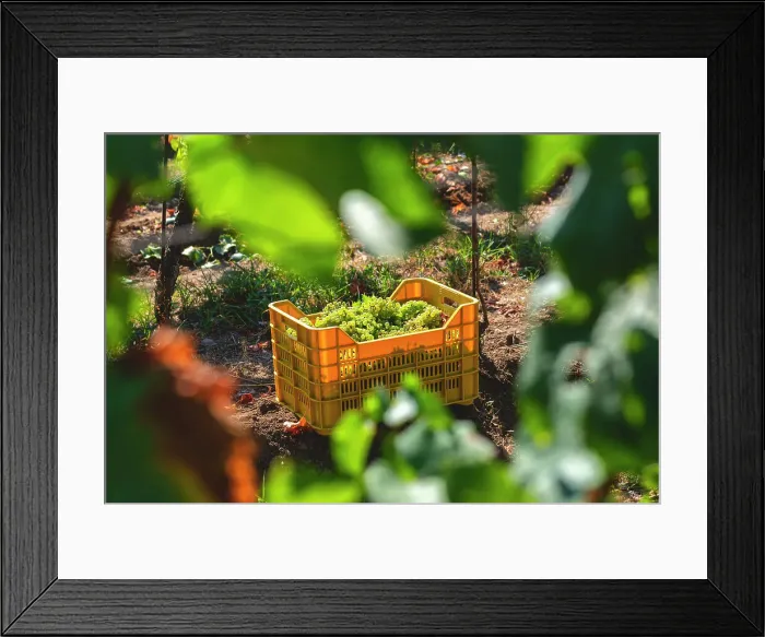Framed Print : Harvest in Franciacorta in summer season, Brescia province in Lombardy district, Italy, Europe Framed Print : Harvest in Franciacorta in summer season, Brescia province in Lombardy district, Italy, Europe