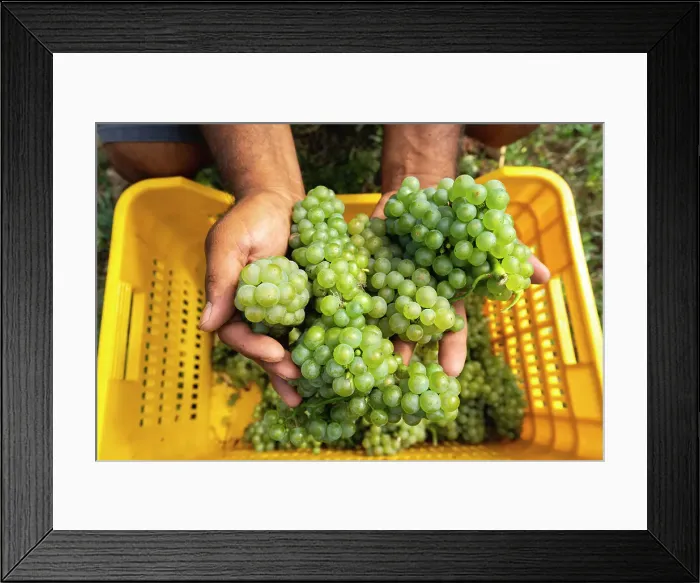 Framed Print : Harvest in Franciacorta in summer season, Brescia province in Lombardy district, Italy, Europe Framed Print : Harvest in Franciacorta in summer season, Brescia province in Lombardy district, Italy, Europe