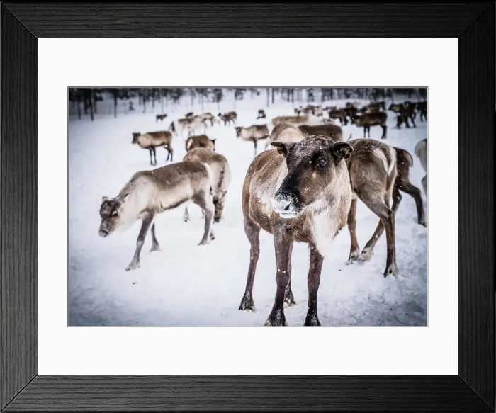 Framed Print : Reindeer in the frozen landscape in a Sami people farm, Lapland, Sweden Framed Print : Reindeer in the frozen landscape in a Sami people farm, Lapland, Sweden