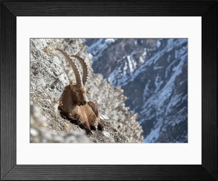 Framed Print : Livigno, Lombardy, Italy. Capra ibex Framed Print : Livigno, Lombardy, Italy. Capra ibex