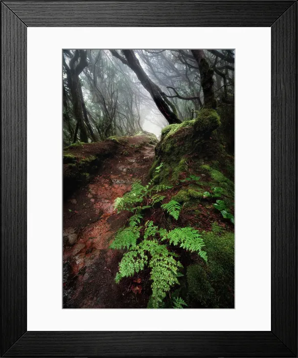 Framed Print : Anaga Rural Park, Spain, Canary Islands, Tenerife, laurisilva trees in the wood (MR) Framed Print : Anaga Rural Park, Spain, Canary Islands, Tenerife, laurisilva trees in the wood (MR)