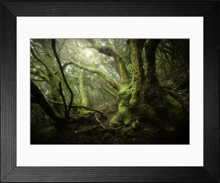 Framed Print : Anaga Rural Park, Spain, Canary Islands, Tenerife, laurisilva trees in the wood (MR)