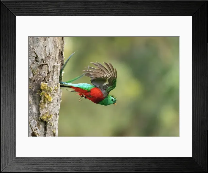 Framed Print : Resplendent Quetzal (Pharomachrus mocinno), male leaving nestiing hole after delivering food to young, cloud forest, Cerro de la Muerte, Costa Rica Framed Print : Resplendent Quetzal (Pharomachrus mocinno), male leaving nestiing hole after delivering food to young, cloud forest, Cerro de la Muerte, Costa Rica