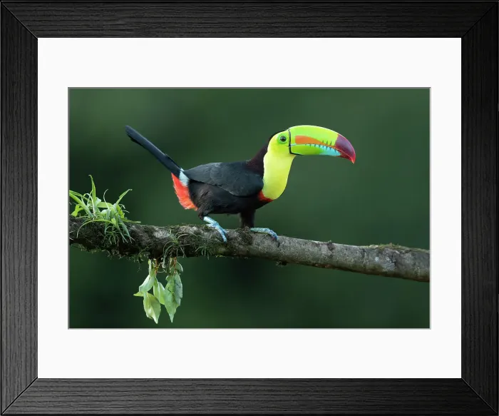 Framed Print : Keel-billed Toucan (Ramphastos sulfuratus) perched on branch, Lowland rainforest, Boca Tapada, Alajuela Province, Costa Rica