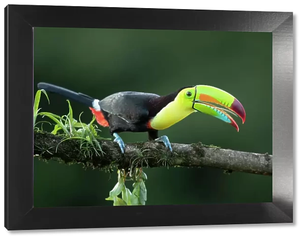 Keel-billed Toucan (Ramphastos sulfuratus) perched on branch showing tongue, Lowland rainforest, Boca Tapada, Alajuela Province, Costa Rica