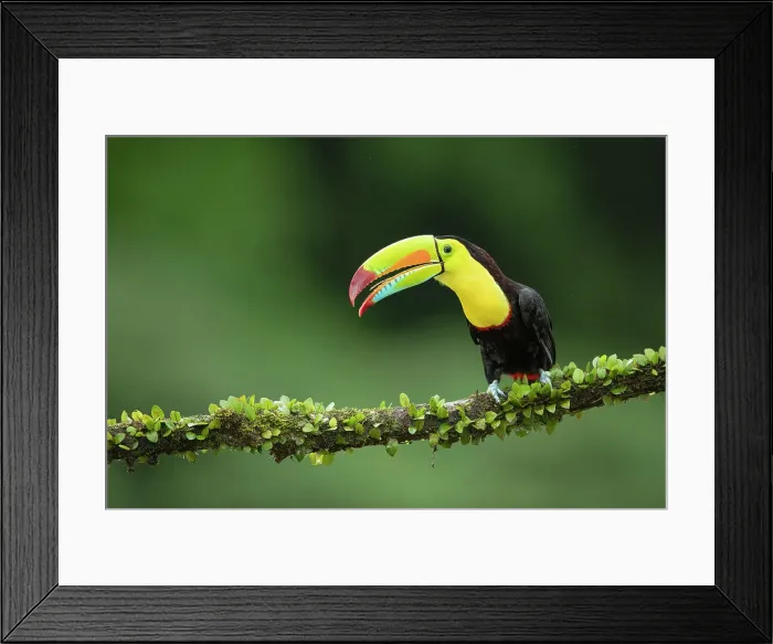 Framed Print : Keel-billed Toucan (Ramphastos sulfuratus) perched on branch, Lowland rainforest, Boca Tapada, Alajuela Province, Costa Rica Framed Print : Keel-billed Toucan (Ramphastos sulfuratus) perched on branch, Lowland rainforest, Boca Tapada, Alajuela Province, Costa Rica