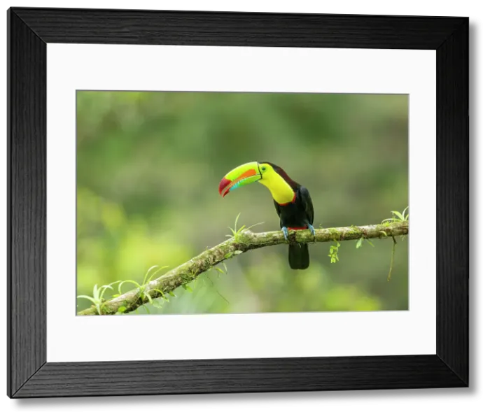 Framed Print : Keel-billed Toucan (Ramphastos sulfuratus) perched on branch, Lowland rainforest, Boca Tapada, Alajuela Province, Costa Rica Framed Print : Keel-billed Toucan (Ramphastos sulfuratus) perched on branch, Lowland rainforest, Boca Tapada, Alajuela Province, Costa Rica