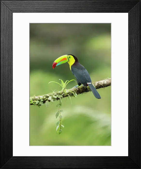 Framed Print : Keel-billed Toucan (Ramphastos sulfuratus) perched on branch, Lowland rainforest, Boca Tapada, Alajuela Province, Costa Rica Framed Print : Keel-billed Toucan (Ramphastos sulfuratus) perched on branch, Lowland rainforest, Boca Tapada, Alajuela Province, Costa Rica
