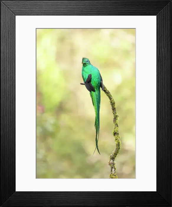 Framed Print : Resplendent Quetzal (Pharomachrus mocinno), male perched in cloud forest tree, Cerro de la Muerte, Costa Rica Framed Print : Resplendent Quetzal (Pharomachrus mocinno), male perched in cloud forest tree, Cerro de la Muerte, Costa Rica
