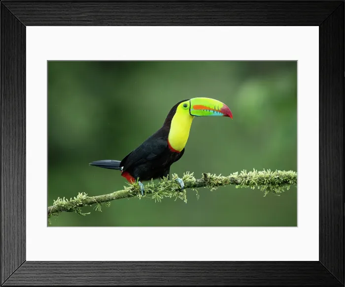 Framed Print : Keel-billed Toucan (Ramphastos sulfuratus) perched on branch, Lowland rainforest, Boca Tapada, Alajuela Province, Costa Rica Framed Print : Keel-billed Toucan (Ramphastos sulfuratus) perched on branch, Lowland rainforest, Boca Tapada, Alajuela Province, Costa Rica