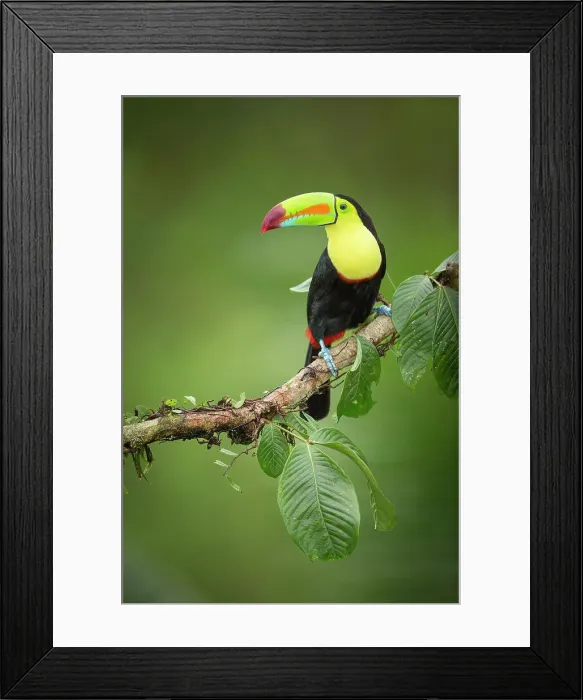 Framed Print : Keel-billed Toucan (Ramphastos sulfuratus) perched on branch, Lowland rainforest, Boca Tapada, Alajuela Province, Costa Rica Framed Print : Keel-billed Toucan (Ramphastos sulfuratus) perched on branch, Lowland rainforest, Boca Tapada, Alajuela Province, Costa Rica