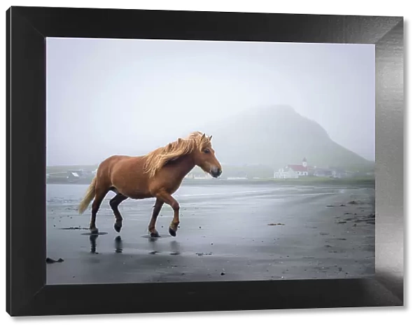 A Faroese horse on the beach of Hvalba. Island of Suðuroy. Faroe Islands