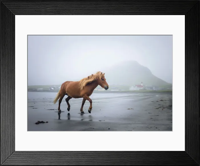 Framed Print : A Faroese horse on the beach of Hvalba. Island of Suðuroy. Faroe Islands Framed Print : A Faroese horse on the beach of Hvalba. Island of Suðuroy. Faroe Islands