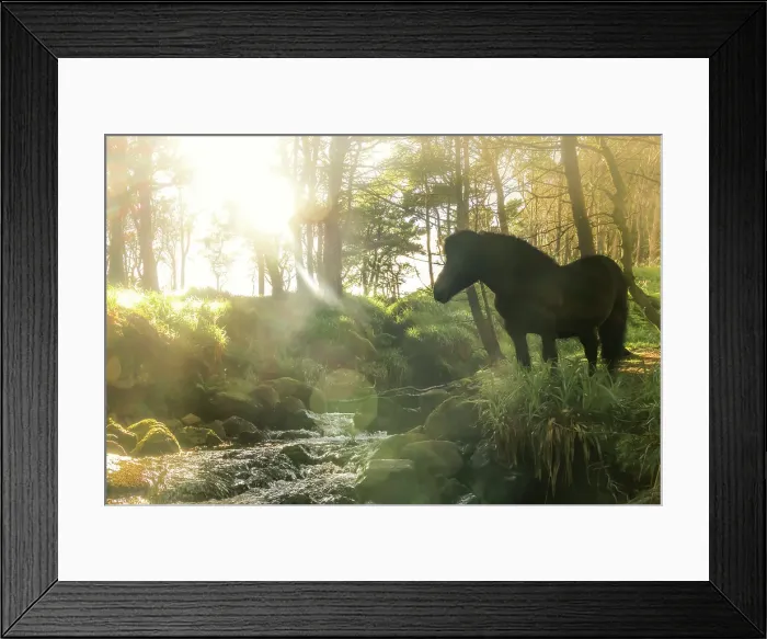 Framed Print : A Faroese horse standing in front of a river in a wood in the village of Trongisvagur. Island of Suðuroy. Faroe Islands Framed Print : A Faroese horse standing in front of a river in a wood in the village of Trongisvagur. Island of Suðuroy. Faroe Islands