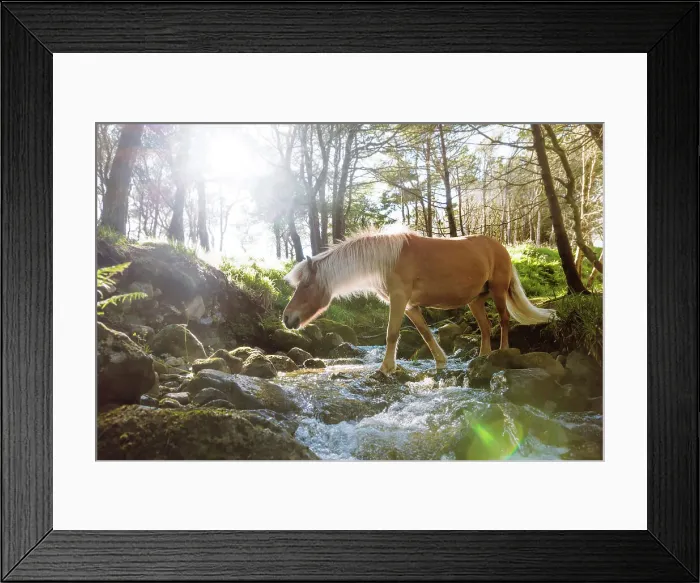 Framed Print : A Faroese horse crossing a river in a wood in the village of Trongisvagur. Island of Suðuroy. Faroe Islands Framed Print : A Faroese horse crossing a river in a wood in the village of Trongisvagur. Island of Suðuroy. Faroe Islands