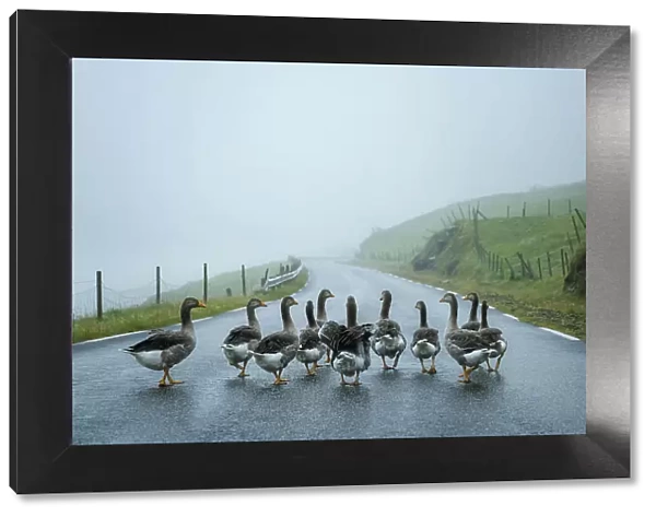 A gaggle of geese walking along a road close to the village of Bour. Island of Vagar. Faroe Islands