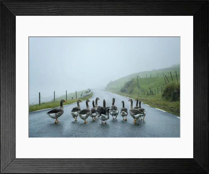 Framed Print : A gaggle of geese walking along a road close to the village of Bour. Island of Vagar. Faroe Islands Framed Print : A gaggle of geese walking along a road close to the village of Bour. Island of Vagar. Faroe Islands