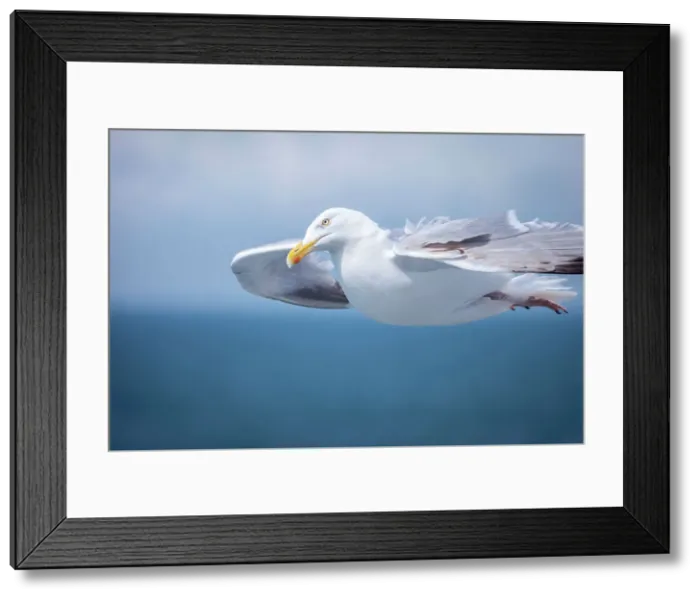 Framed Print : Seagull in front of the White Cliffs of Dover, Kent, England Framed Print : Seagull in front of the White Cliffs of Dover, Kent, England