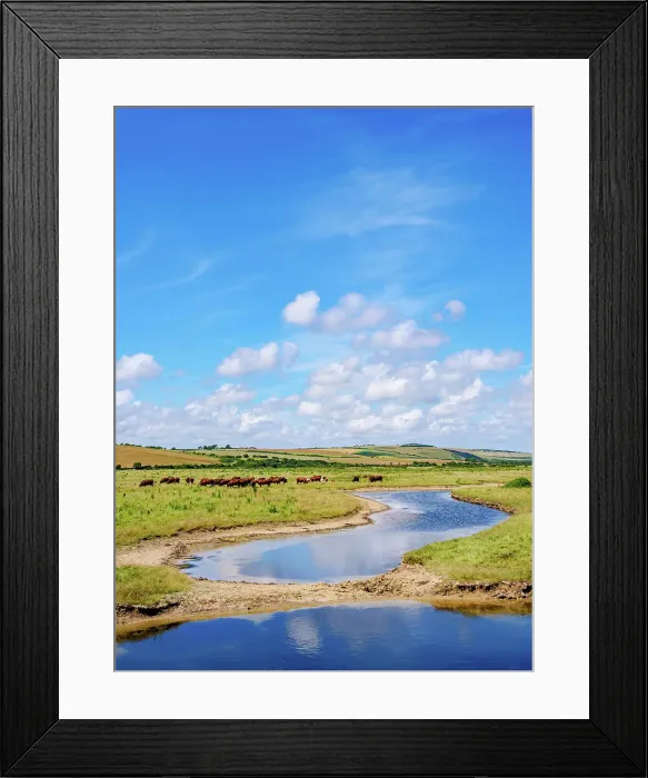 Framed Print : Cattle in Cuckmere River Valley, East Sussex, England, United Kingdom Framed Print : Cattle in Cuckmere River Valley, East Sussex, England, United Kingdom