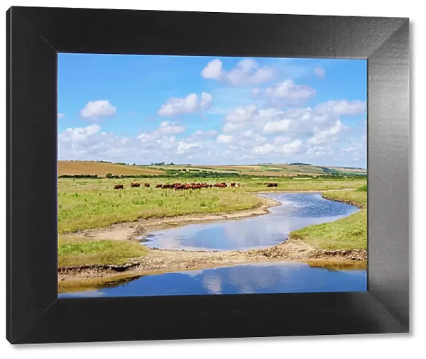 Cattle in Cuckmere River Valley, East Sussex, England, United Kingdom