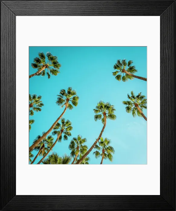 Framed Print : Palm trees, Malaga City, Andalusia, Spain Framed Print : Palm trees, Malaga City, Andalusia, Spain