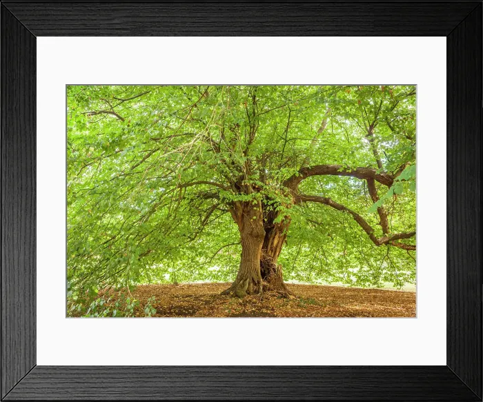 Framed Print : Mighty linden tree in the park of Chateau de la Riviere-Bourdet, Quevillon, Manche, Normandy, France Framed Print : Mighty linden tree in the park of Chateau de la Riviere-Bourdet, Quevillon, Manche, Normandy, France