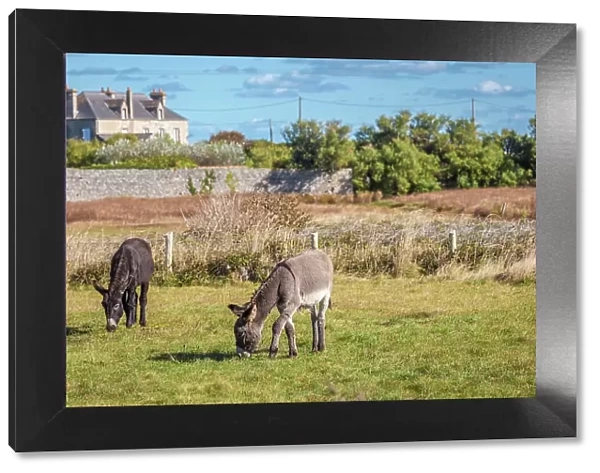 Donkeys in a pasture, Gatteville-le-Phare, Manche, Normandy, France