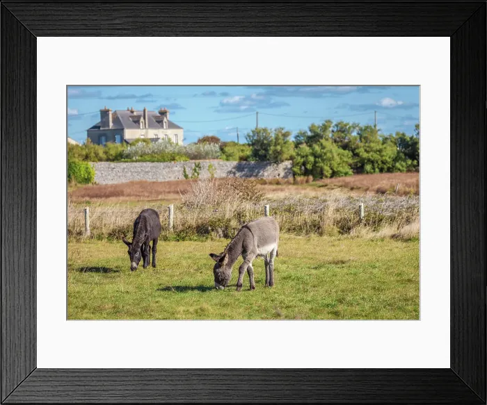Framed Print : Donkeys in a pasture, Gatteville-le-Phare, Manche, Normandy, France Framed Print : Donkeys in a pasture, Gatteville-le-Phare, Manche, Normandy, France