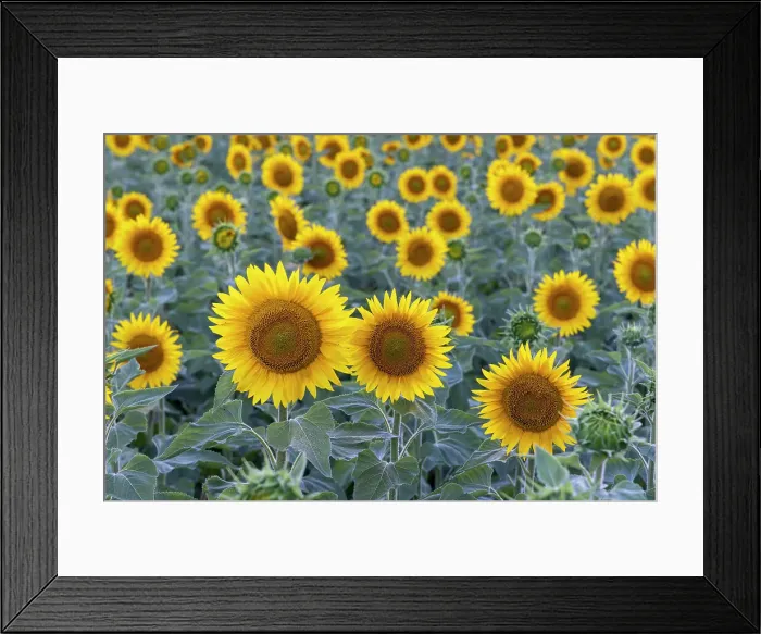 Framed Print : France, Nouvelle-Aquitaine, Correze, Sunflowers Framed Print : France, Nouvelle-Aquitaine, Correze, Sunflowers