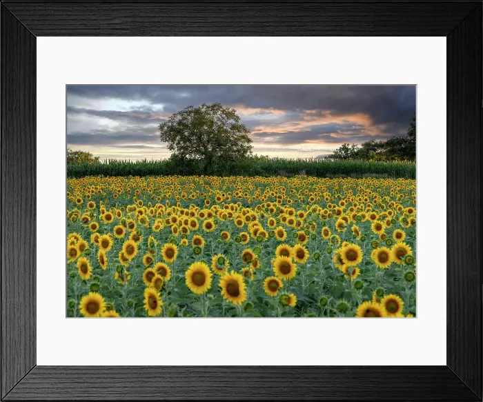Framed Print : France, Nouvelle-Aquitaine, Correze, a walnut tree in a field of sunflowers at sunset