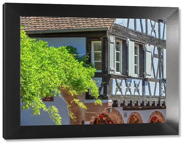 Half-timbered house at Riquewihr, Haut-Rhin, Alsace, Alsace-Champagne-Ardenne-Lorraine, Grand Est, France