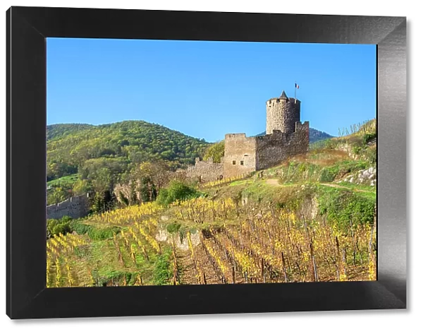 Kaysersberg castle, Haut-Rhin, Alsace, Alsace-Champagne-Ardenne-Lorraine, Grand Est, France