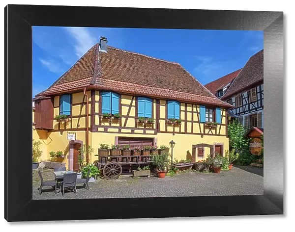 Half-timbered houses at Eguisheim, Haut-Rhin, Alsace, Alsace-Champagne-Ardenne-Lorraine, Grand Est, France