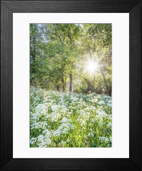 Framed Print : Blooming flower meadow on the summit plateau of the Kahler Asten near Winterberg, Sauerland, North Rhine-Westphalia, Germany Framed Print : Blooming flower meadow on the summit plateau of the Kahler Asten near Winterberg, Sauerland, North Rhine-Westphalia, Germany