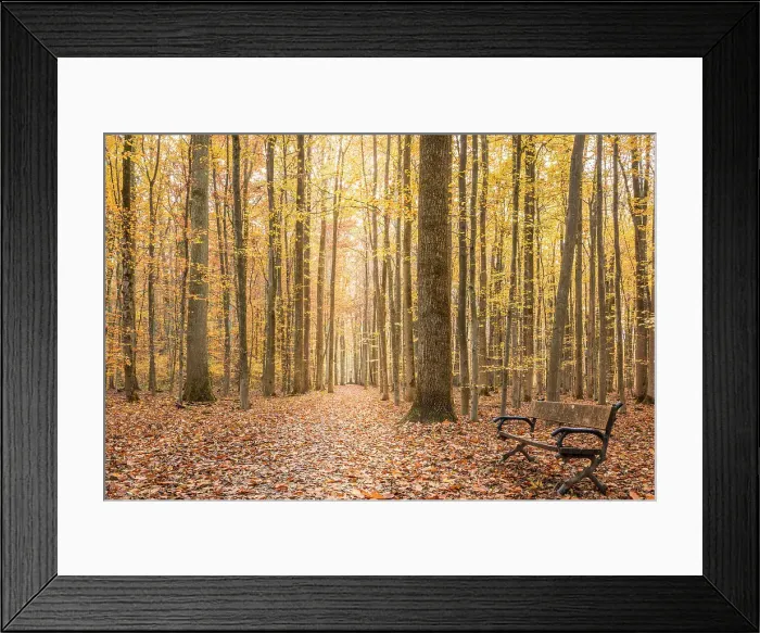 Framed Print : Forest path Kirdorfer Allee between the Gothic House and Elisabethenschneise, Bad Homburg vor der Hohe, Taunus, Hesse, Germany Framed Print : Forest path Kirdorfer Allee between the Gothic House and Elisabethenschneise, Bad Homburg vor der Hohe, Taunus, Hesse, Germany