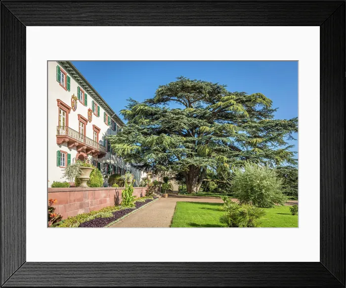Framed Print : Mighty Atlas cedar (Cedrus atlantica) from 1822 in front of the castle in Bad Homburg vor der Hohe, Taunus, Hesse, Germany Framed Print : Mighty Atlas cedar (Cedrus atlantica) from 1822 in front of the castle in Bad Homburg vor der Hohe, Taunus, Hesse, Germany