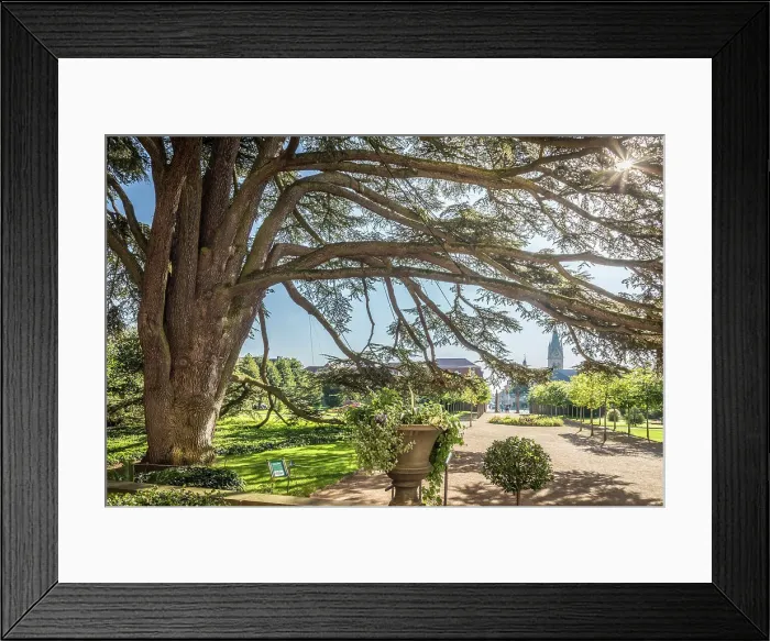 Framed Print : Mighty Atlas cedar (Cedrus atlantica) from 1822 in the castle park of Bad Homburg vor der Hohe, Taunus, Hesse, Germany Framed Print : Mighty Atlas cedar (Cedrus atlantica) from 1822 in the castle park of Bad Homburg vor der Hohe, Taunus, Hesse, Germany