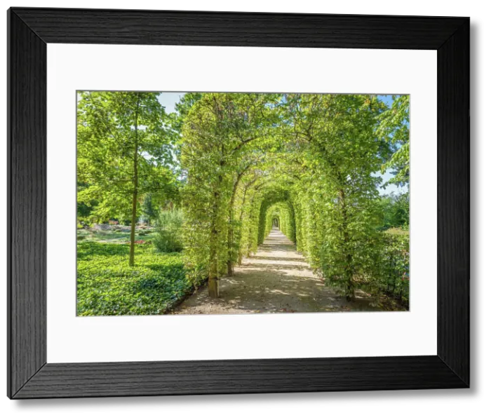 Framed Print : Pergola made of beech trees in the Kleiner Tannenwald park in Bad Homburg, Taunus, Hesse, Germany