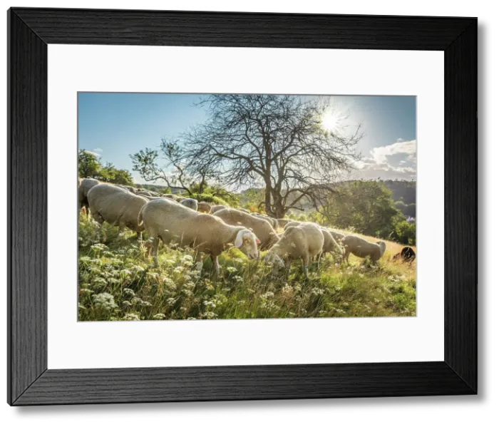 Framed Print : Herd of sheep in the Rheingau-Taunus Nature Park near Engenhahn, Niedernhausen, Hesse, Germany Framed Print : Herd of sheep in the Rheingau-Taunus Nature Park near Engenhahn, Niedernhausen, Hesse, Germany