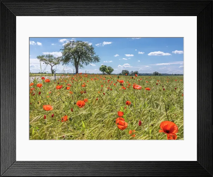 Framed Print : Poppies at the edge of a field near Creglingen on the Romantic Road, Romantische Strasse, Taubertal, Baden-Wurttemberg, Germany