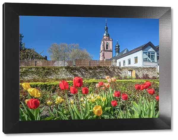 Tulips in the rose garden of Eltville with a view towards the parish church, Rheingau, Hesse, Germany
